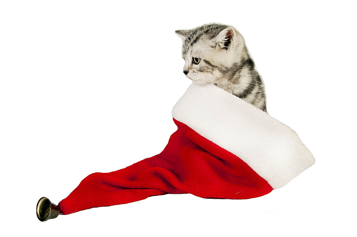 topi Santa merah, kucing, topi, duduk, Wallpaper HD