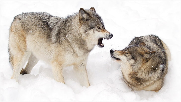 snow, animals, wolf, HD wallpaper
