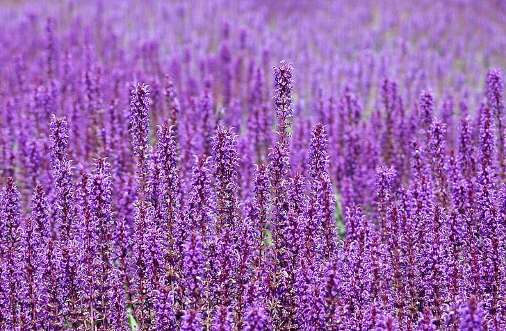 purple petaled flowers, flowers, purple, field, many, HD wallpaper
