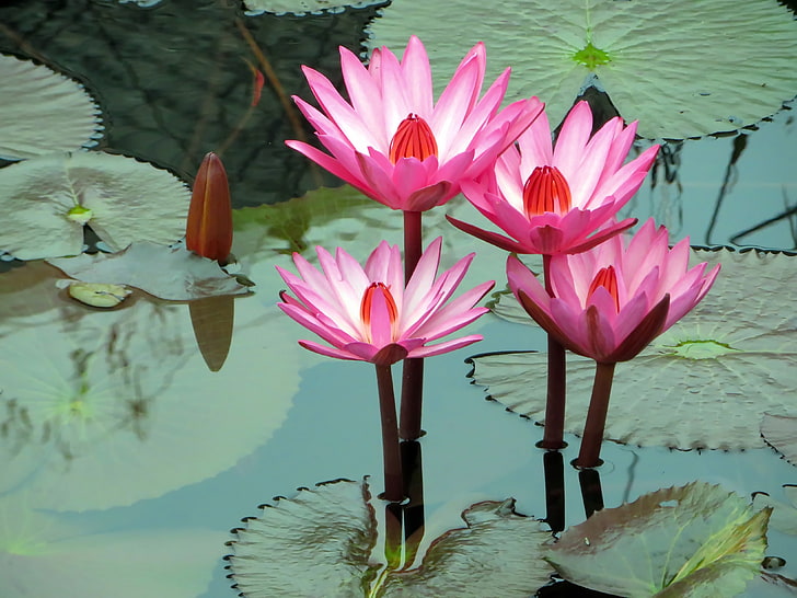 pink lotus flowers, lotus, water lily, water, HD wallpaper