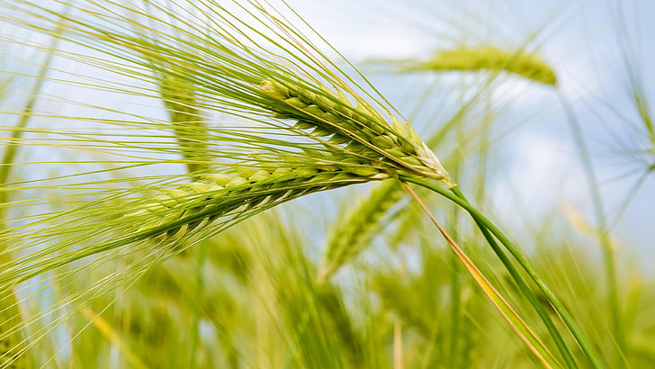 wheatfield, wheat, photograph, macro, cereal, field, triticale, crop, close up, grain, grass, macro photography, HD wallpaper