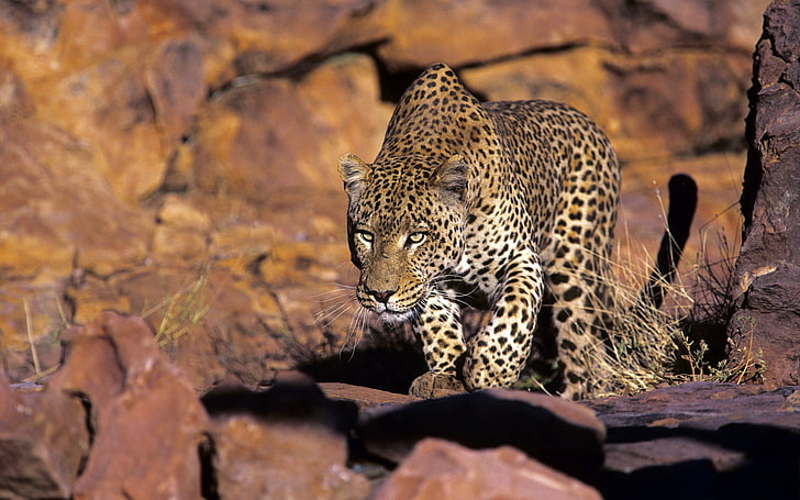 brown and black leopard, nature, animals, wildlife, leopard, leopard (animal), HD wallpaper