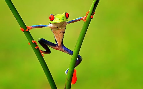 Цветна жаба, забавна, жаба снимки, здравей, HD тапет HD wallpaper