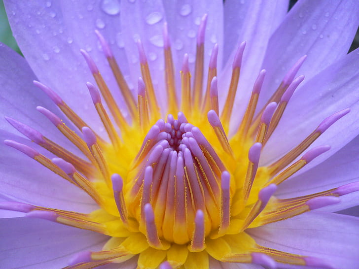 macro photography pink and yellow Spider Mums in bloom, waking up, macro photography, pink, yellow Spider, Mums, in bloom, flower, purple  violet, orange, raindrops, i500, french polynesia, f25, cw, things, nymphaeaceae, nature, plant, petal, flower Head, close-up, water Lily, macro, botany, lotus Water Lily, HD wallpaper