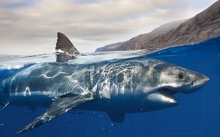 Grand requin blanc, requin, Fond d'écran HD