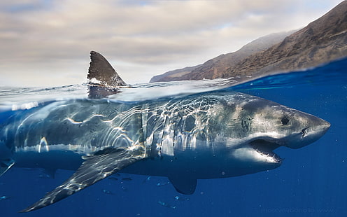 Great White Shark, shark, HD wallpaper HD wallpaper