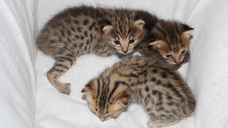 три бенгальских котенка, коты, пятнистые, маленькие, лежат, HD обои