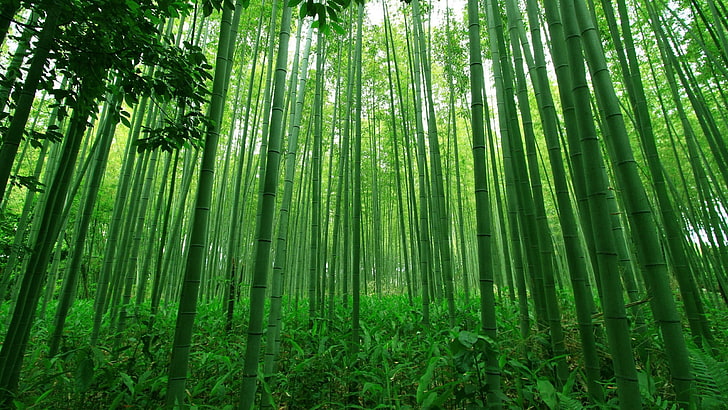bambu, ekosistem, orman, yeşil, koru, eski büyüme ormanı, ormanlık, orman, yağmur ormanları, HD masaüstü duvar kağıdı