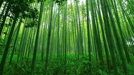 bambus, ekosystem, las, zieleń, gaj, starodrzew, las, dżungla, las deszczowy, Tapety HD HD wallpaper