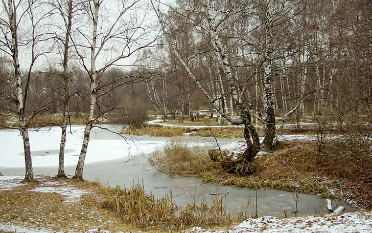 braune Laubbäume, Landschaft, Natur, Birke, Bäume, See, Winter, HD-Hintergrundbild