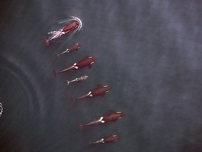 black killer whales, orca, nature, water, HD wallpaper HD wallpaper