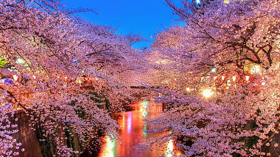 o-hanami, japan, blomma, blommor, sakura, ljus, himmel, flod, rosa, natur, vår, asien, HD tapet HD wallpaper
