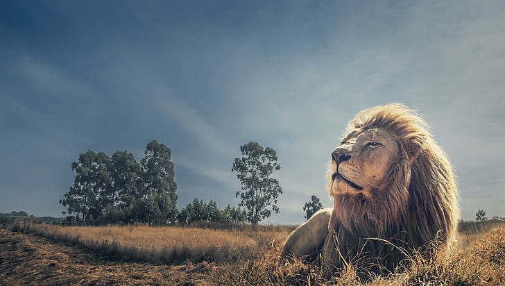Roi des bêtes, lion, roi des bêtes, vacances ..., Fond d'écran HD
