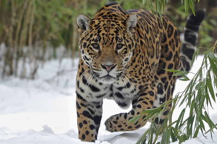 желтый и черный леопард, ягуар, снег, большая кошка, прогулка, HD обои