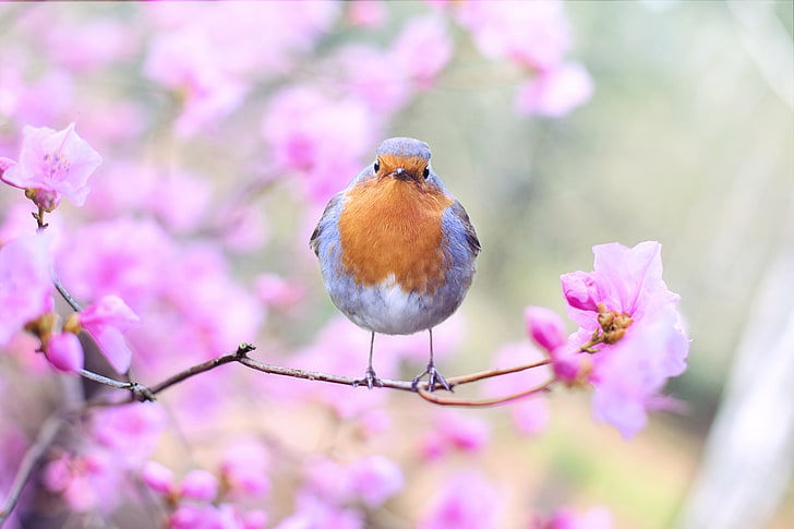 5k, Vogel, Frühling, HD-Hintergrundbild