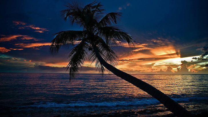 palma, morze, niebo, zbiornik wodny, horyzont, zachód słońca, tropiki, palma, noc, lato, ocean, zmierzch, Wybrzeże, woda, odbicie, wieczór, Tapety HD