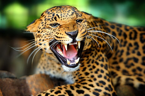 leopard, ansikte, ilska, ilska, mun, leopard, huggtänder, flin, vildkatt, HD tapet HD wallpaper