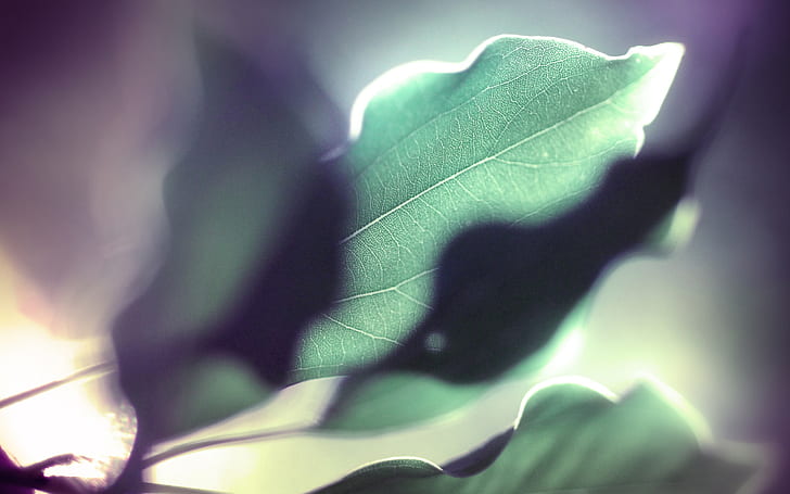 Leaf Vein Macro HD, green leaf, nature, macro, leaf, vein, HD wallpaper