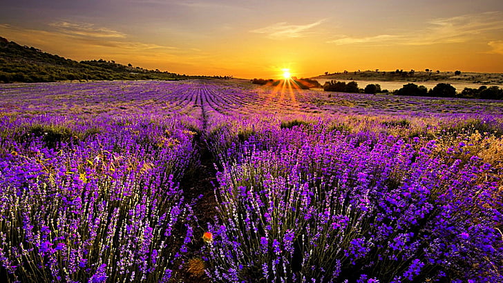 sunrise, lavender field, bulgaria, lavender, field, europe, HD wallpaper
