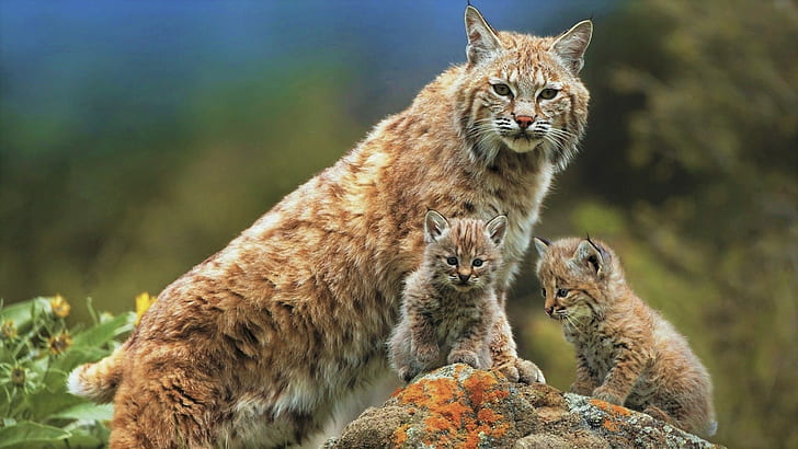 猫、オオヤマネコ、動物、動物の赤ちゃん、大きな猫、カブ、野生動物、 HDデスクトップの壁紙