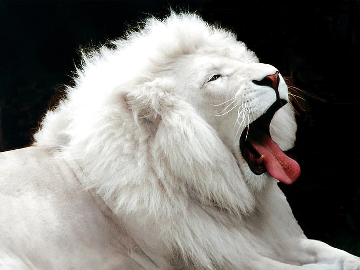Albino lion, albino, lion, animals, tongues, white, black background, HD wallpaper