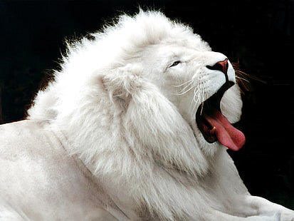 Albino lion, albino, lion, animals, tongues, white, black background, HD wallpaper HD wallpaper