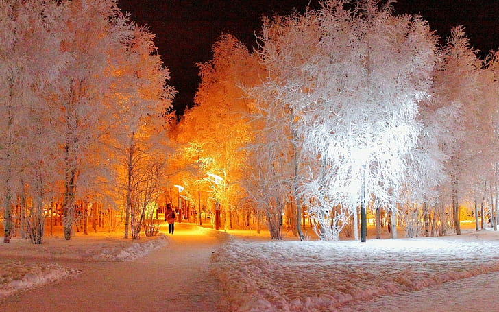 śnieg, zima, park, drzewa, noc, Tapety HD