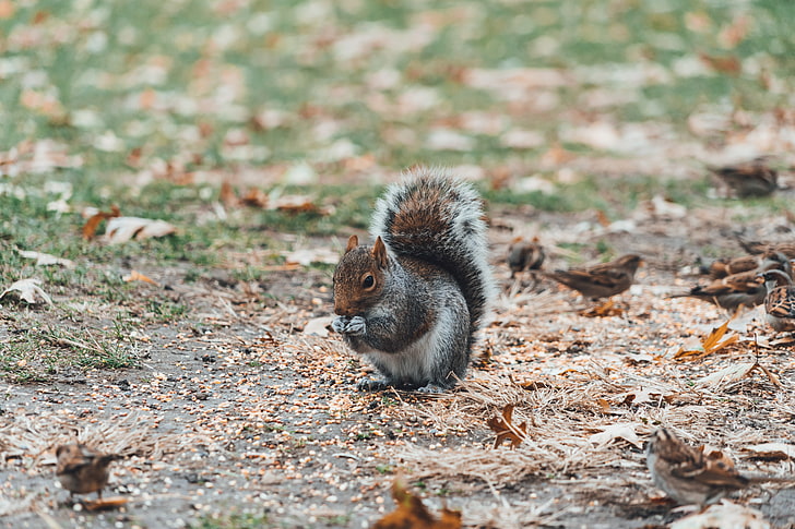 gray squirrel, squirrel, sits, blur, HD wallpaper