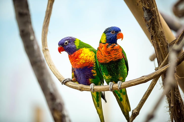 Birds, Rainbow Lorikeet, Couple, Parrot, HD wallpaper