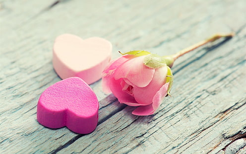 Pink rose flower, petals, love hearts, pink rose, Pink, Rose, Flower, Petals, Love, Hearts, HD wallpaper HD wallpaper