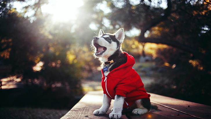 красное пальто, одежда, фотография, собака, дерево, осень, веселье, солнечный свет, фотография, щенок, милый, хаски, порода собак, одетый, HD обои