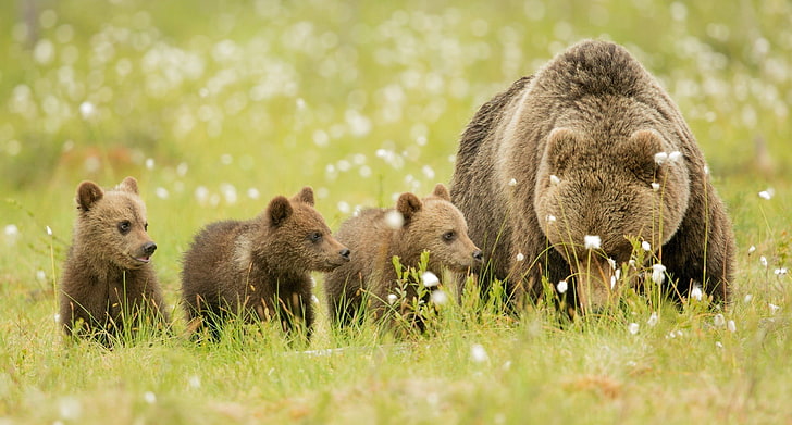 brown bear and three cubs, stay, glade, family, bears, brown, bear, nature., HD wallpaper