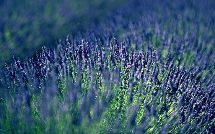 Bett von lila Blüten, Lavendel, Feld, Unschärfe, HD-Hintergrundbild