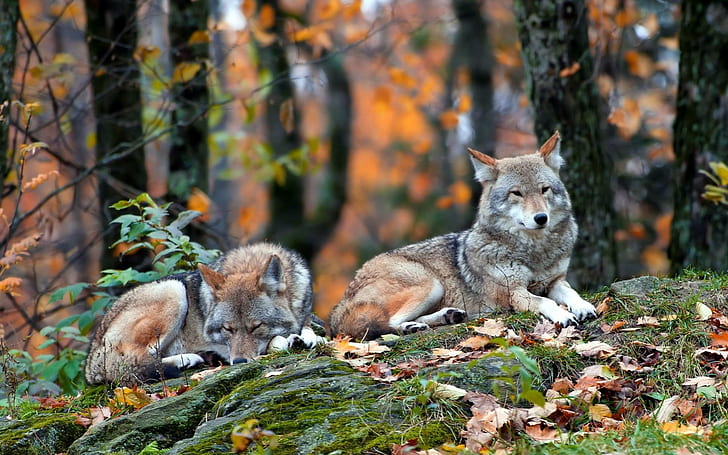 Lupi della foresta, alberi, grigio, lupo, predatore, animali, Sfondo HD