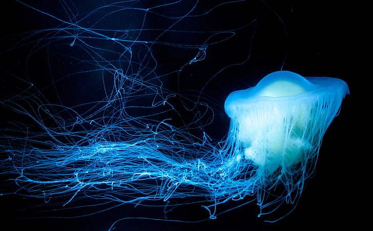 Glowing Jellyfish, blue jellyfish, Animals, Sea, Blue, Dark, Black, Underwater, Asia, Aquarium, Japan, Jellyfish, Glow, canon, mark2, markii, tsuruoka, yamagata, HD wallpaper