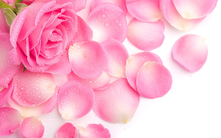 pink rose with falling petals, Rosa, pink, rose, petals, HD wallpaper