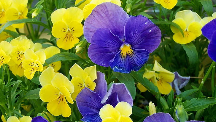 Pansies, purple and yellow flowers, pansies, yellow, nature, blue, flowers, nature and landscapes, HD wallpaper