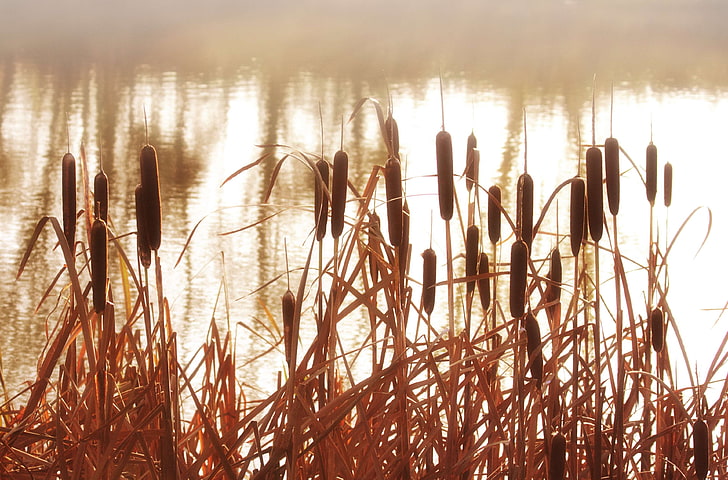 cattails, grass, grasses, lake, marsh, nature, plants, pond, reeds, water, HD wallpaper