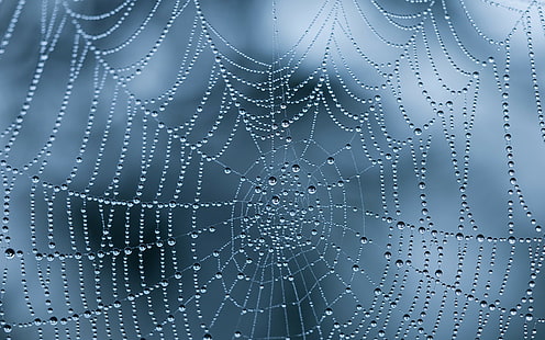 natureza, teias de aranha, orvalho, gotas de água, aranha, HD papel de parede HD wallpaper
