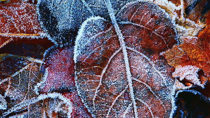 Le foglie rosse di gelo, marrone glassato foglia, rosso, foglie, gelo, Sfondo HD