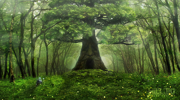 digitale Tapete der grünen Bäume, Wald, Zelda, die Legende von Zelda, Bäume, Grün, Nintendo, Verbindung, großer Deku-Baum, HD-Hintergrundbild