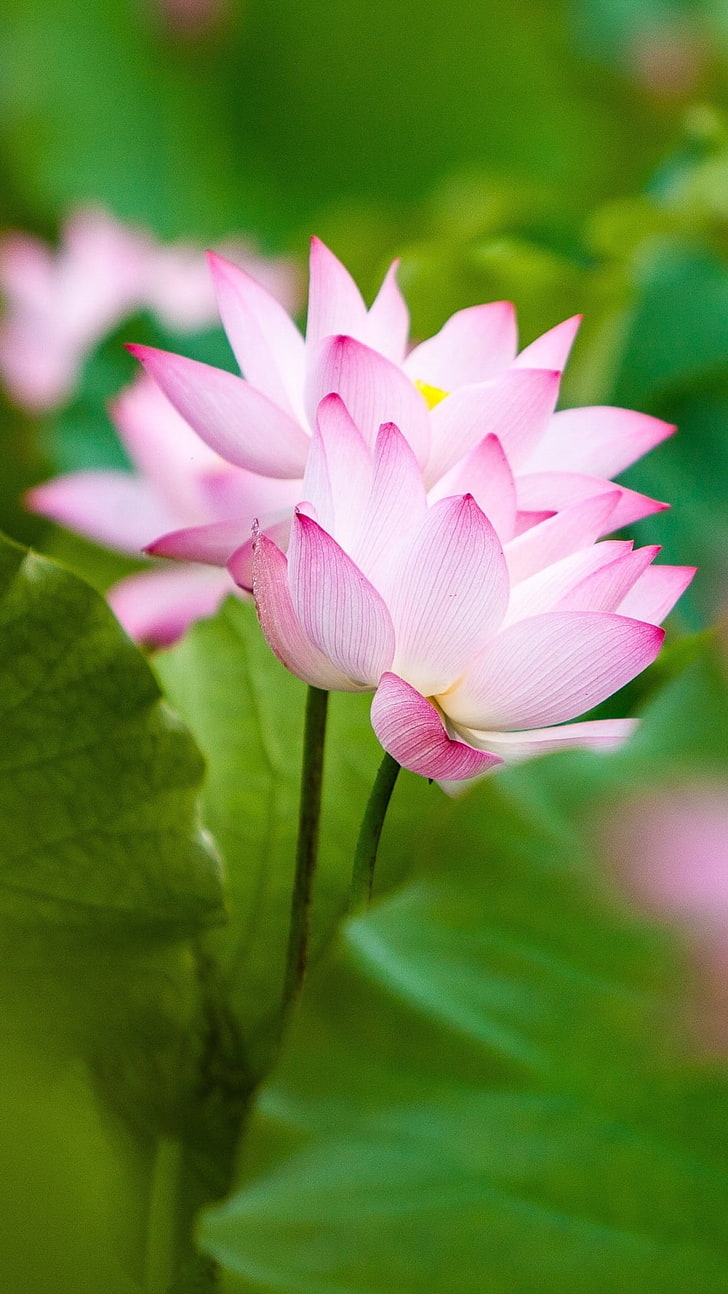 Twol Pink Lotus Flowers And Leaves, pink lotus flowers, Nature, Flowers, HD  wallpaper | Wallpaperbetter
