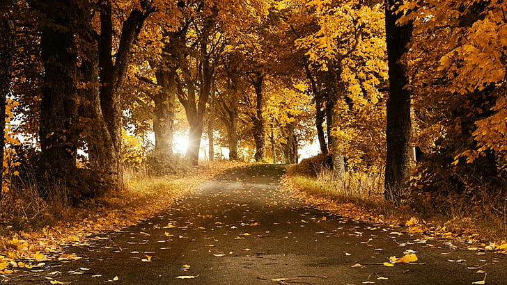 листья, деревья, лес, дорога, солнечный свет, природа, улица, HD обои