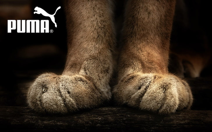 Puma, paws, pumas, animals, HD wallpaper