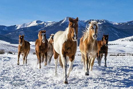 sex bruna och vita hästar på vit snö på dagtid, hästar, colorado, hästar, colorado, hästar, Colorado, brun, vit häst, dagtid, trav, vinter, berg, himmelblå, man, detalj, sol, resa, Westcliffe, wanderlust, HD tapet HD wallpaper