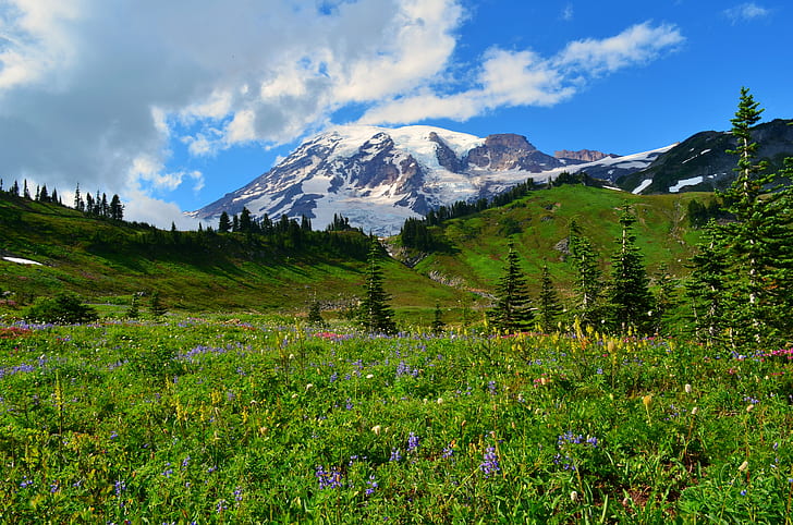 поле със зелена трева пред бяла и синя снежна планина, mt. по-дъждовен, mt. по-дъждовна, Mt. Rainier, зелена трева, тревно поле, фронт, бял, снежна планина, Mount Rainier, Rainier WA, Вашингтон, Активен вулкан, Paradise Point, Скали, Сиатъл, Nikon DSLR, Фото, Фотография, Природа, Цветя, планина, лято, пейзаж, ливада, живопис, на открито, планински връх, зелен цвят, цвете, красота В природата, трева, европейски Алпи, гора, небе, планинска верига, синьо, дърво, HD тапет