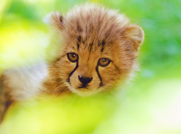 Cheetah Cub Face, cheetah cub, Cute, Beautiful, Green, Portrait, Baby, Face, Cheetah, Animal, Outdoor, Blur, CheetahCub, HD wallpaper