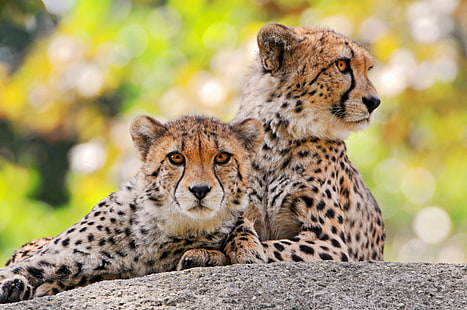 två leoparder i grå sten, geparder, geparder, leoparder, grå, sten, gepard, vildkatt, hankvinna, ung, söt, sten, zoo basel, schweiz, nikon d300, Jaguar, vilda djur, afrika, obestämd katt, djur i Vild, safari djur, natur, djur, rovdjur, savann, vildmarksområde, kattdjur, däggdjur, utrotningshotade arter, tanzania, safari, östra Afrika, kenya, naturreservat, masai Mara nationalreservat, afrikansk gepard, HD tapet HD wallpaper