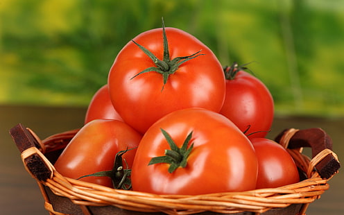 Tomater, tomatparti, fotografering, 2560x1600, tomat, HD tapet HD wallpaper