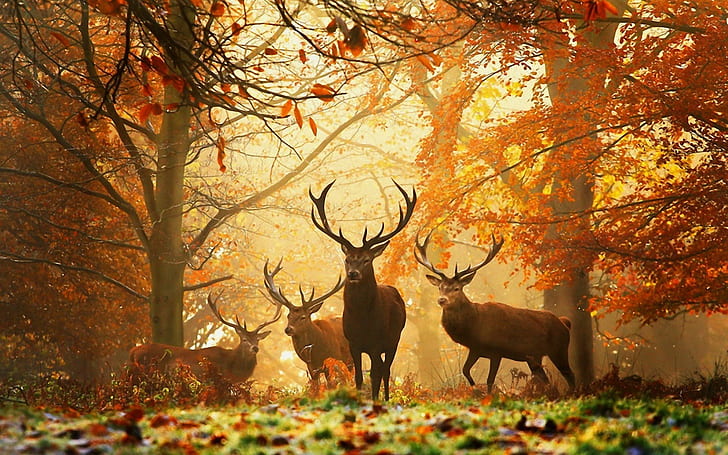 Ciervos en bosque, bosque, otoño, árboles, follaje, astas de ciervo, hojas, naturaleza, Fondo de pantalla HD